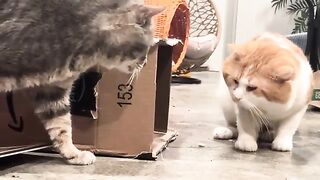 The drama
