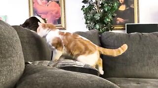 Meowish