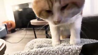 Purring intensifies