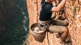 harvest swallows nest