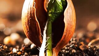 From Seed to Life The Real Growth of a Grape Tree