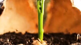 From Seed to Life The Real Growth of a Avocado Tree - part1