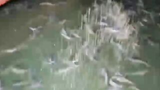 Jika ada MASALAH kecil dikolam jangan PANIK lakukan hal ini