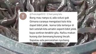 Jika bibit lele JELEK kualitasnya Bagaimana CARA mengatasinya