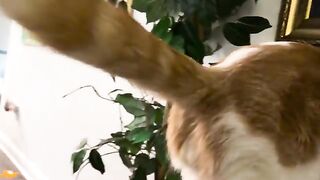 The jungle shot