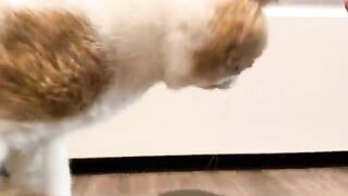 Borrowed Tail