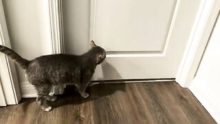 The meowsical