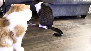 The way he talks to it