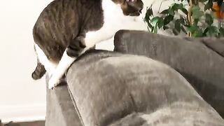 Just ruining the couch