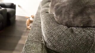 Hmm  cat