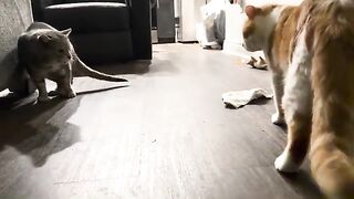 Two hisses