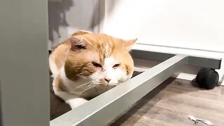Luri cat