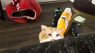 Just a cute cat video