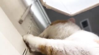 Roar  cat