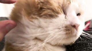 Purrs of frustration