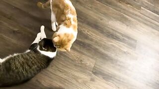 Mawrr