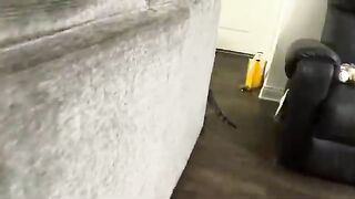 When breaking up a cat fight doesnt end the way you want it to.