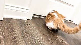 Sneak butt