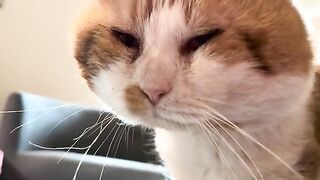 He plops
