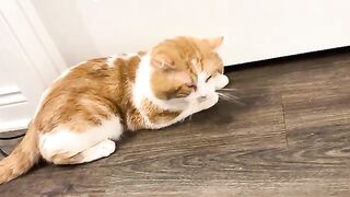 I want keeses too