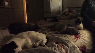 Felix and the Bed Cat Gang