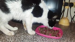 Feeding Felix