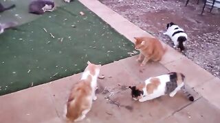 Feeding Success