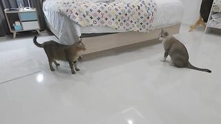 Cats Attack Each Other