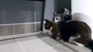 Cat Pukes after Chasing Lizard