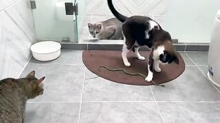 Cat vs Snake vs Cat
