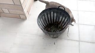 Cats Hunt Down Lizard