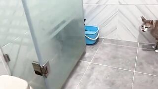 Cats vs Mouse (Uncensored Version)