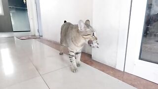 Cat Captures Bird (Part 1)