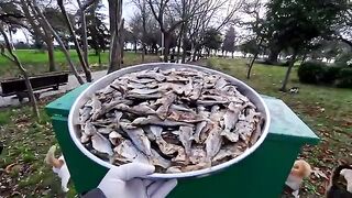 The sea gave us fish because it knew it was meant for stray cats.