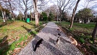I fed hundreds of stray cats a feast they will never forget.