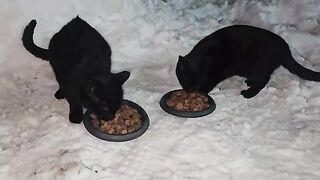 I walked through a snow storm for two black stray cats.