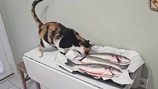 Boneless fish fillets that make my cats go crazy with joy.