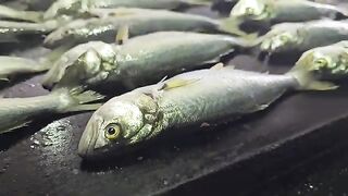 The sea was generous, knowing that the fish were meant for street cats.