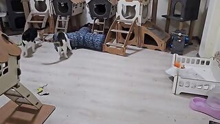 The man who abandoned this blind cat has no idea what a treasure he missed.