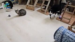 A house filled with blind cats and endless love