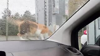 Every street cat in the city wants to get into this car as soon as they see it.