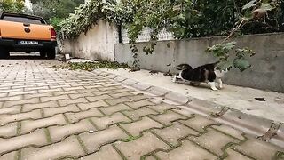 We eventually became friends with cat who was initially hesitant to approach us