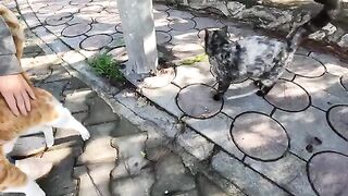 Clementine the cat gets very angry when we pet another cat