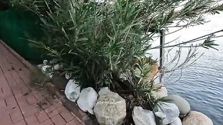 The fat orange cat at the seaside started purring when we petted it