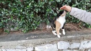 Two cats we met at the seaside were very cute and friendly