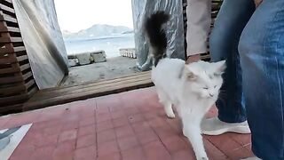 The fluffy white cat with a black tail at the seaside is so cute