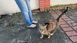 Stray cat expresses its gratitude to me with little love jumps