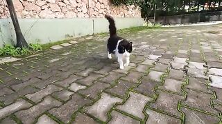 Mimi the cats friend is very cute but very timid