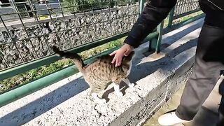 Kitten slapped the adult cat that got too close to it