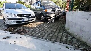 Stray cat is pushing its head towards me, for me to pet it